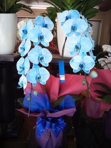久しぶりに入荷しました！ブルーの胡蝶蘭｜「三好園」　（愛知県名古屋市南区の花キューピット加盟店 花屋）のブログ