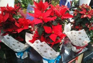 クリスマスに向けて☆ミ｜「三好園」　（愛知県名古屋市南区の花キューピット加盟店 花屋）のブログ