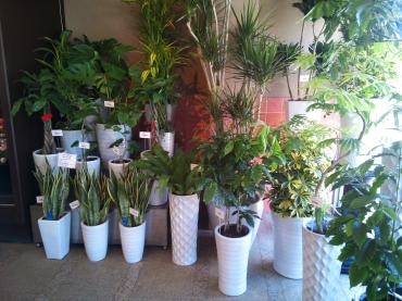 観葉植物も充実してきました♫♪｜「三好園」　（愛知県名古屋市南区の花キューピット加盟店 花屋）のブログ