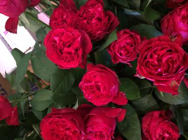 このバラかわいい 花屋ブログ 愛知県名古屋市南区の花屋 三好園にフラワーギフトはお任せください 当店は 安心と信頼の花キューピット加盟店です 花キューピットタウン