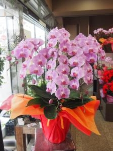 　胡蝶蘭　ももか｜「三好園」　（愛知県名古屋市南区の花キューピット加盟店 花屋）のブログ